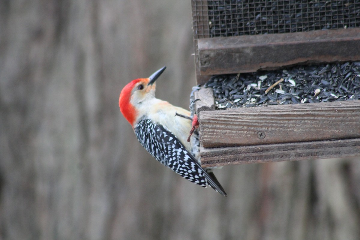 Red-headed Woodpecker - Leonard Schofield