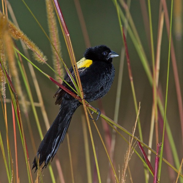 Yellow-mantled Widowbird (Yellow-mantled) - Niall D Perrins