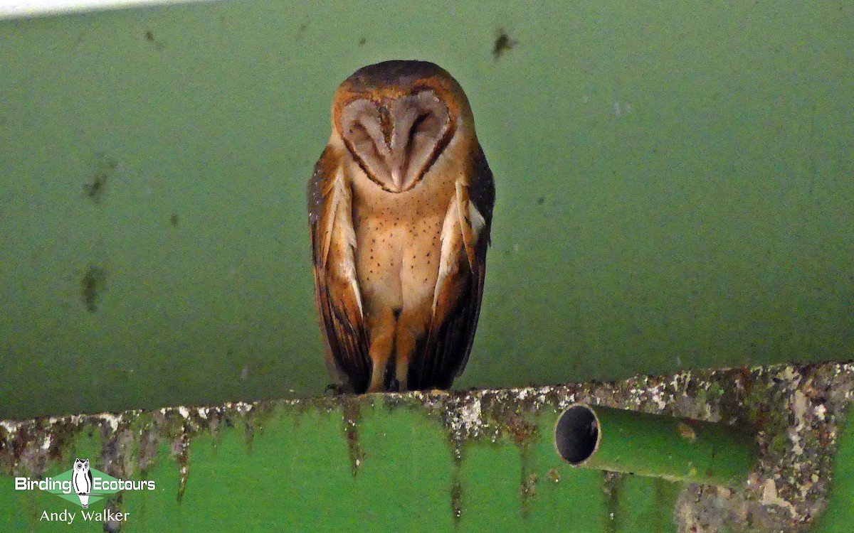 Barn Owl - Andy Walker - Birding Ecotours