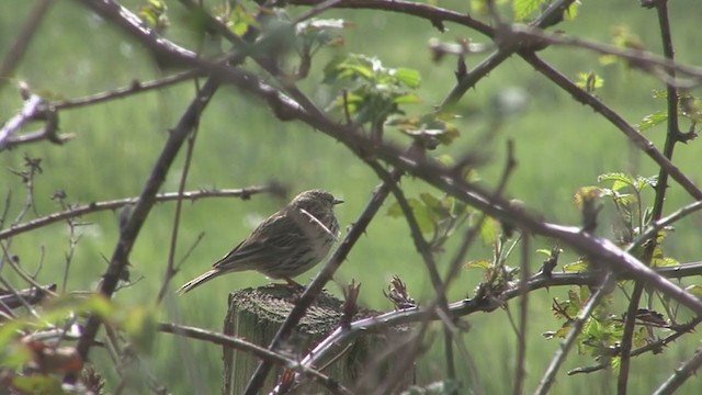 Meadow Pipit - ML233333491