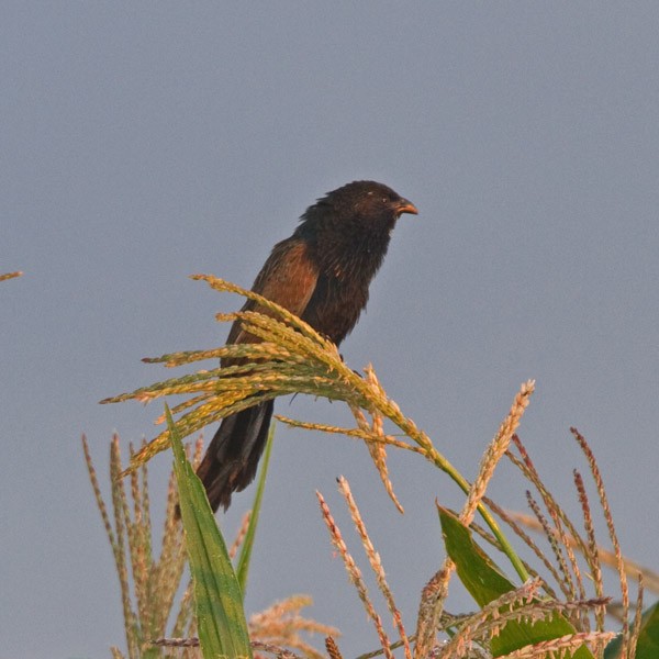 Black Coucal - Niall D Perrins
