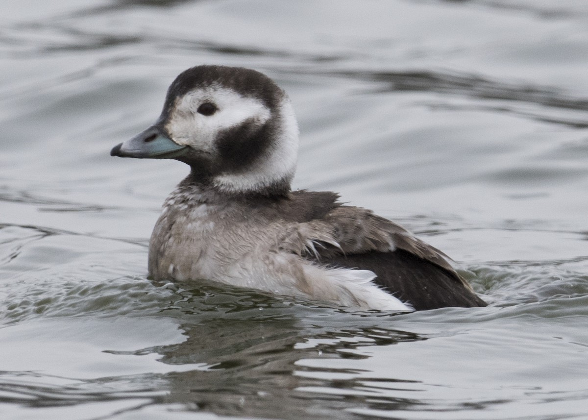 Long-tailed Duck - ML23333611