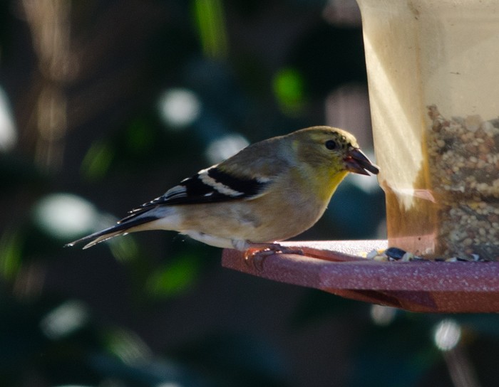 American Goldfinch - Robin Sowton