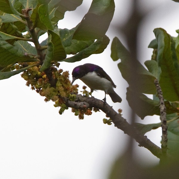 Western Violet-backed Sunbird (Southern) - ML233338791
