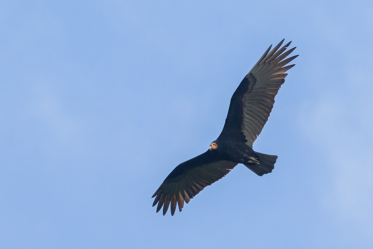 Lesser Yellow-headed Vulture - Gabriel Bonfa