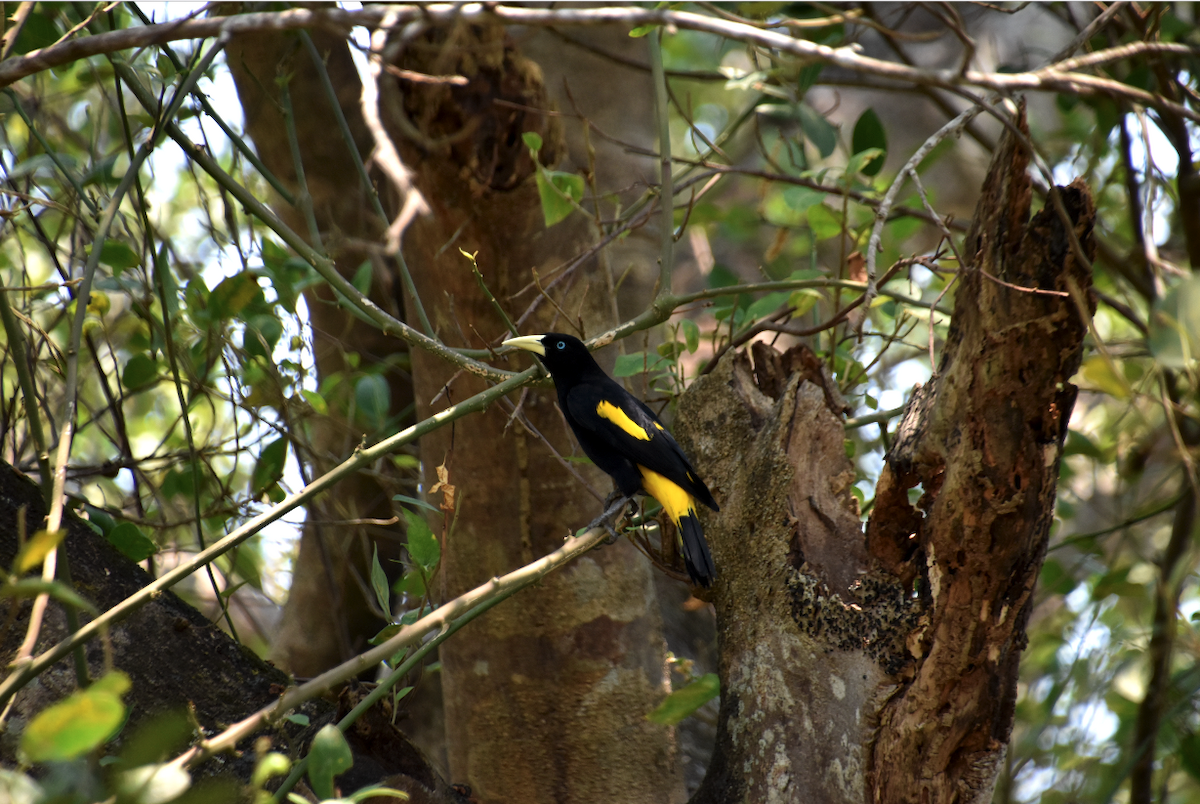 Yellow-rumped Cacique - ML233339521