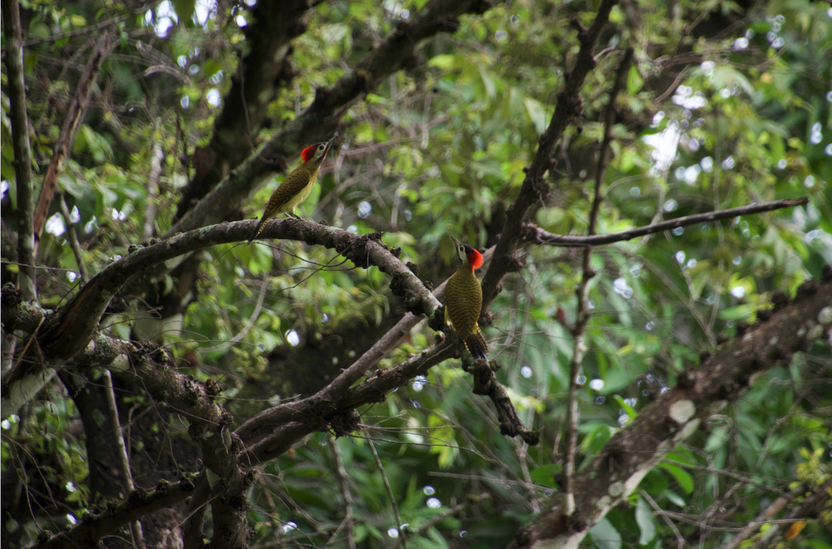 Spot-breasted Woodpecker - Maria Sofia  Trujillo Amezquita