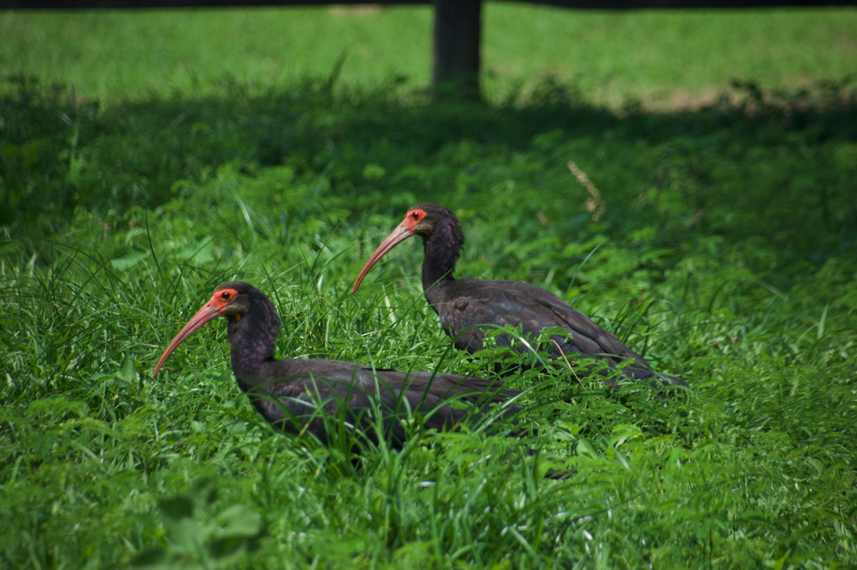 ibis dlouhoocasý - ML233339921