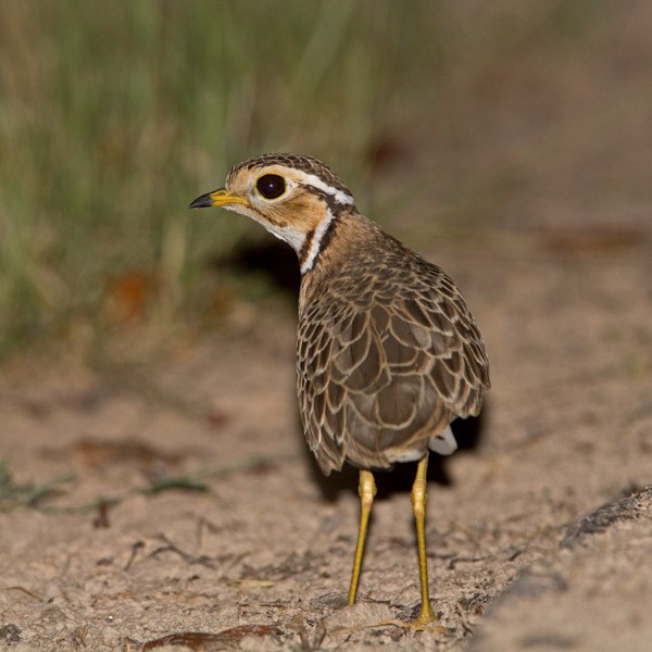 Three-banded Courser - Niall D Perrins