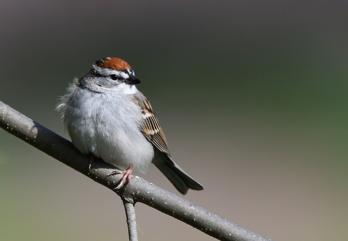 Chipping Sparrow - Matthew Garvin