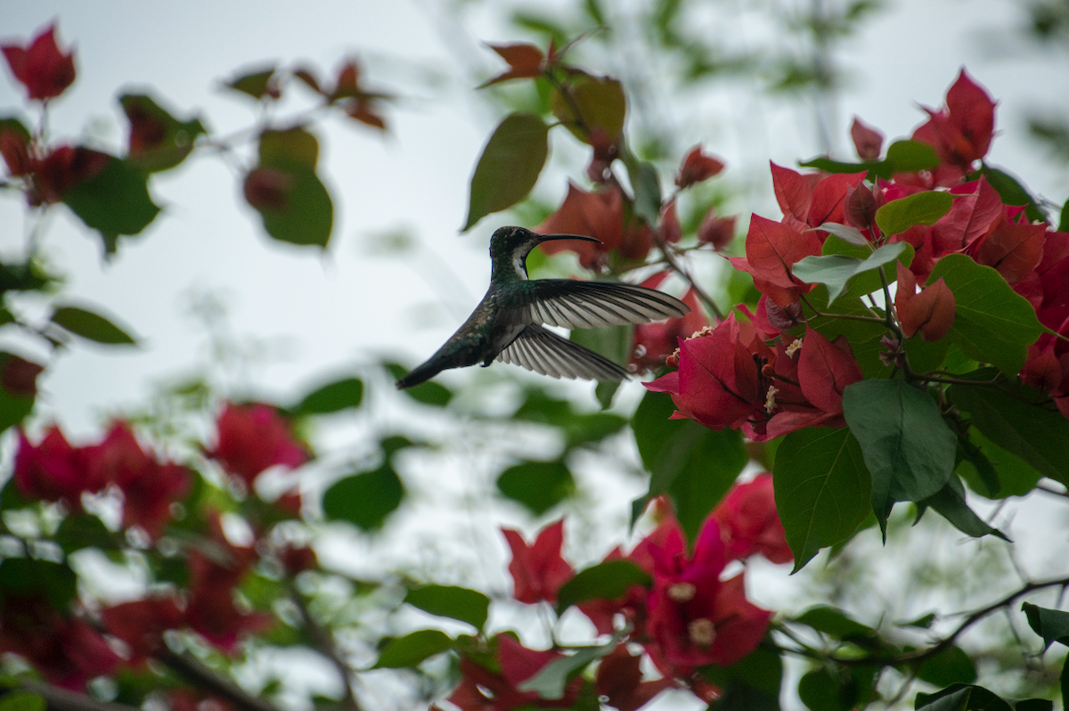 kolibřík tropický - ML233341701