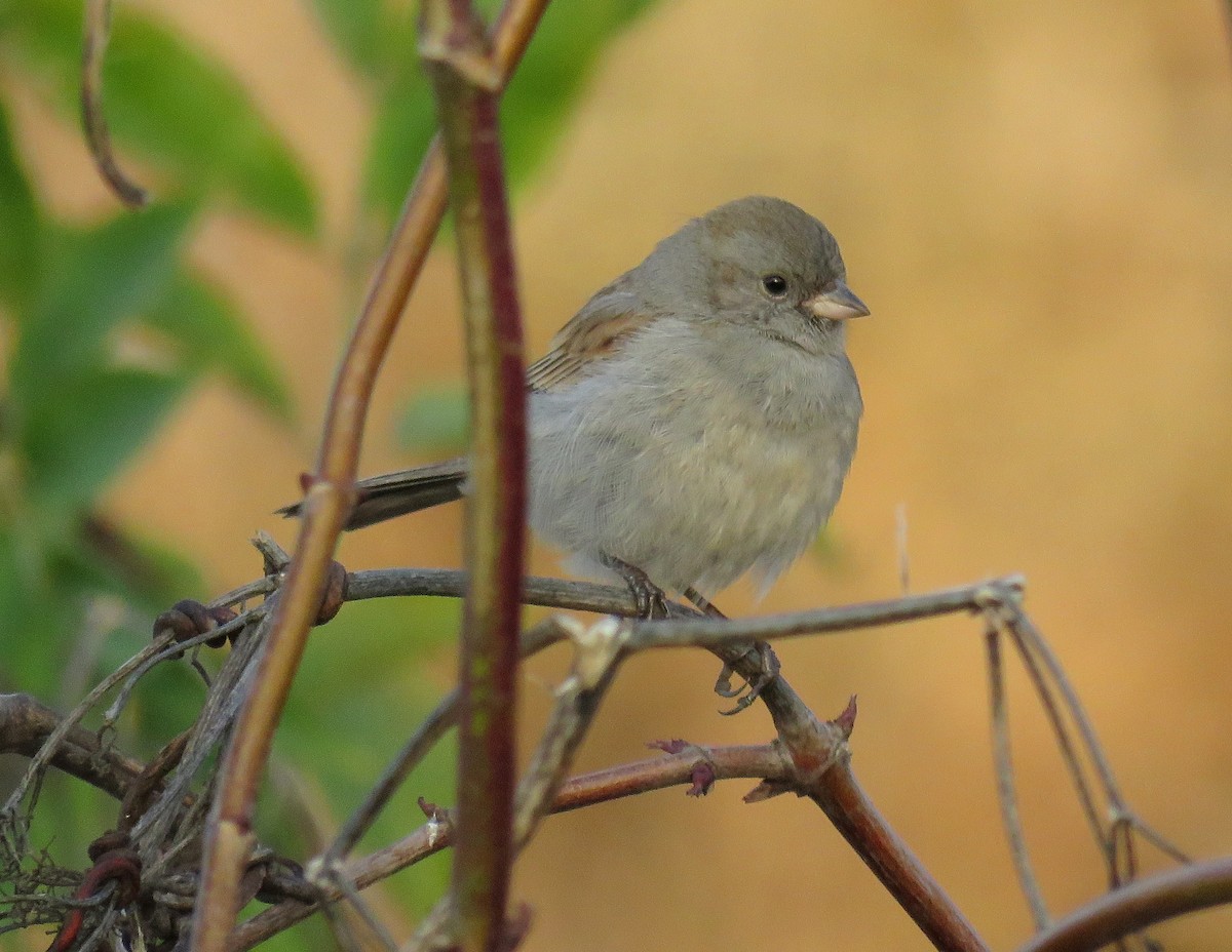 Black-chinned Sparrow - ML23334221