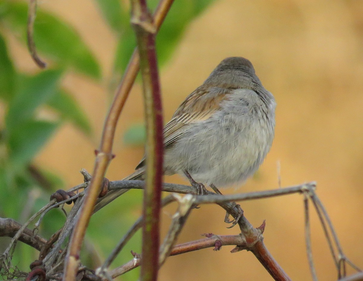 Black-chinned Sparrow - Chris Conard