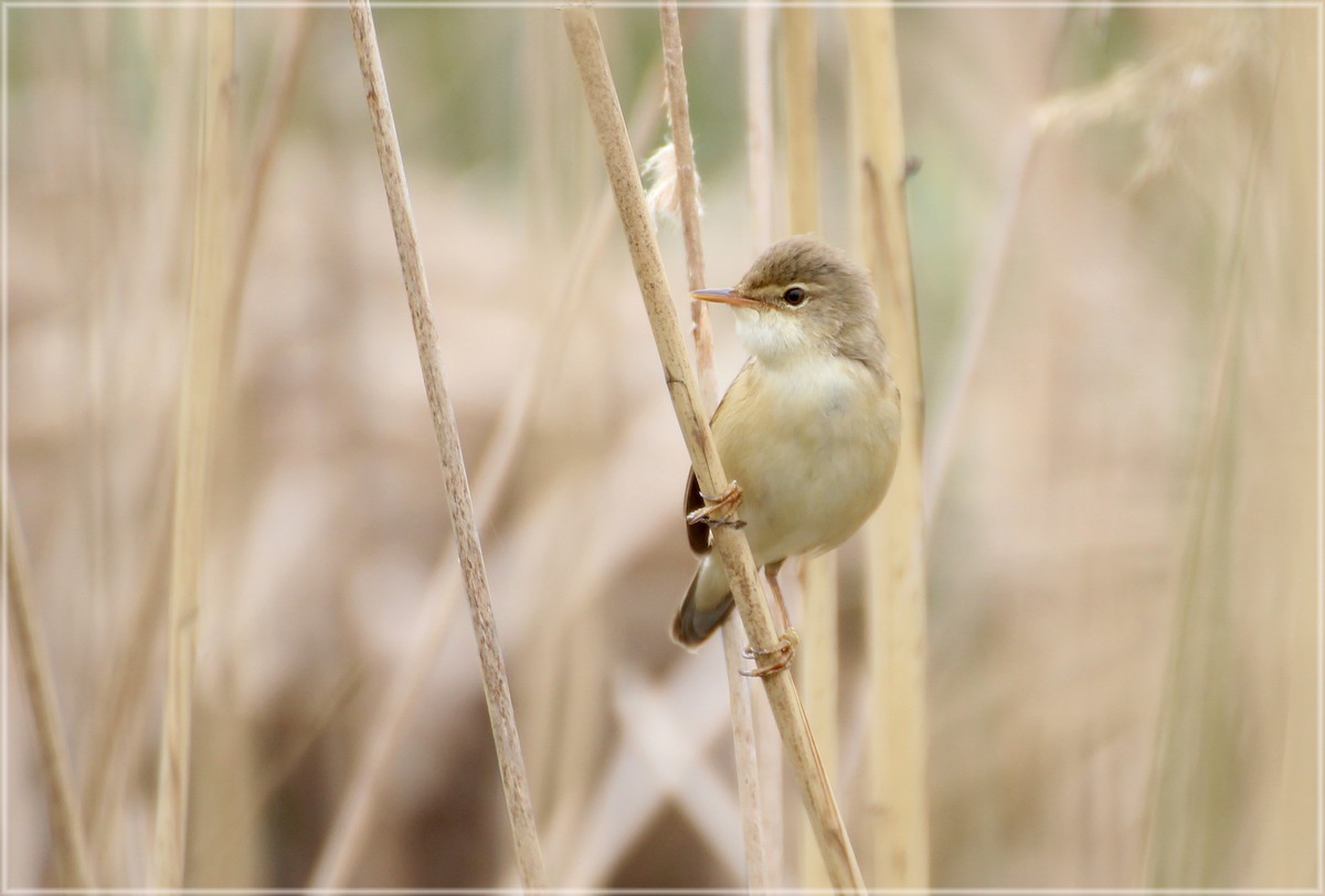 Common Reed Warbler - ML233343701