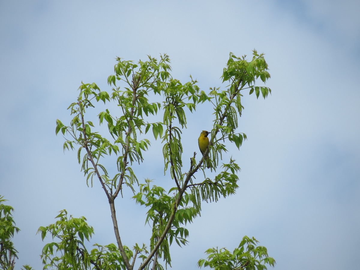 Orchard Oriole - ML233345091