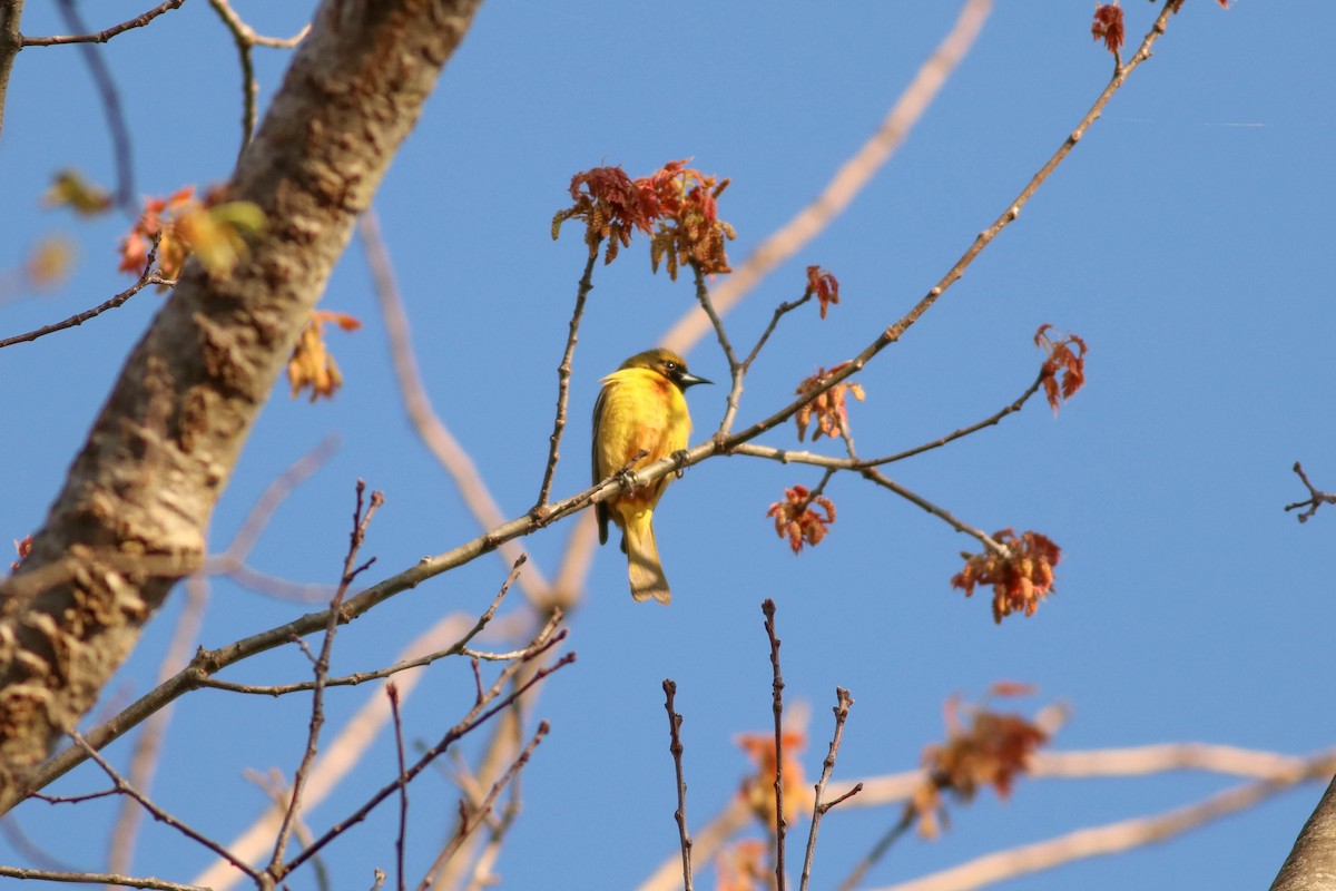 Orchard Oriole - ML233348711