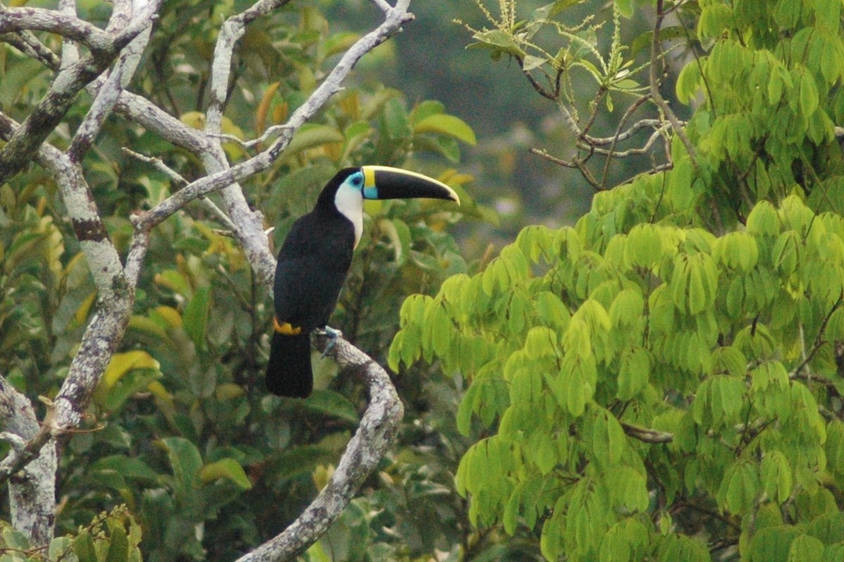 White-throated Toucan - David Hollie