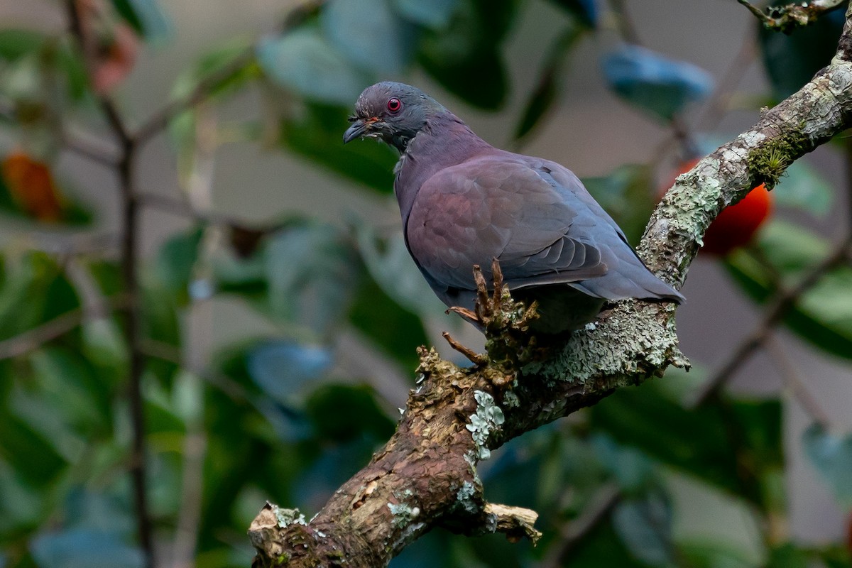 Plumbeous Pigeon - Joao Quental JQuental