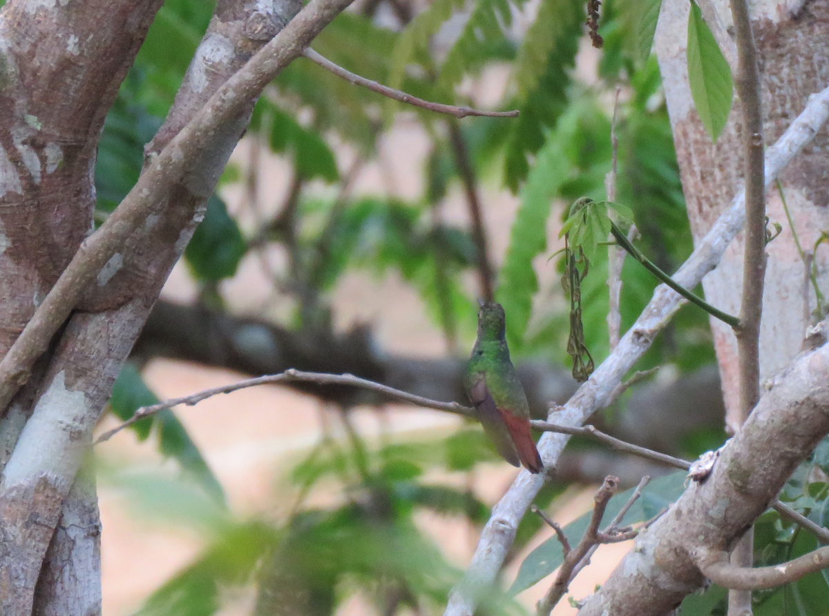 Rufous-tailed Hummingbird (Rufous-tailed) - ML233359711