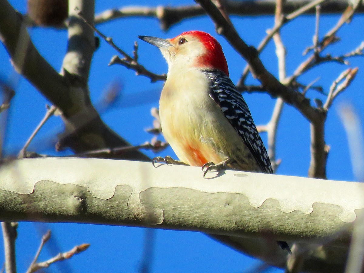 Red-bellied Woodpecker - Leslie Ferree