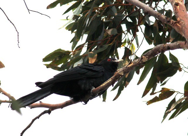 Pacific Koel (Australian) - Geelong Field Naturalists Club Bird Group