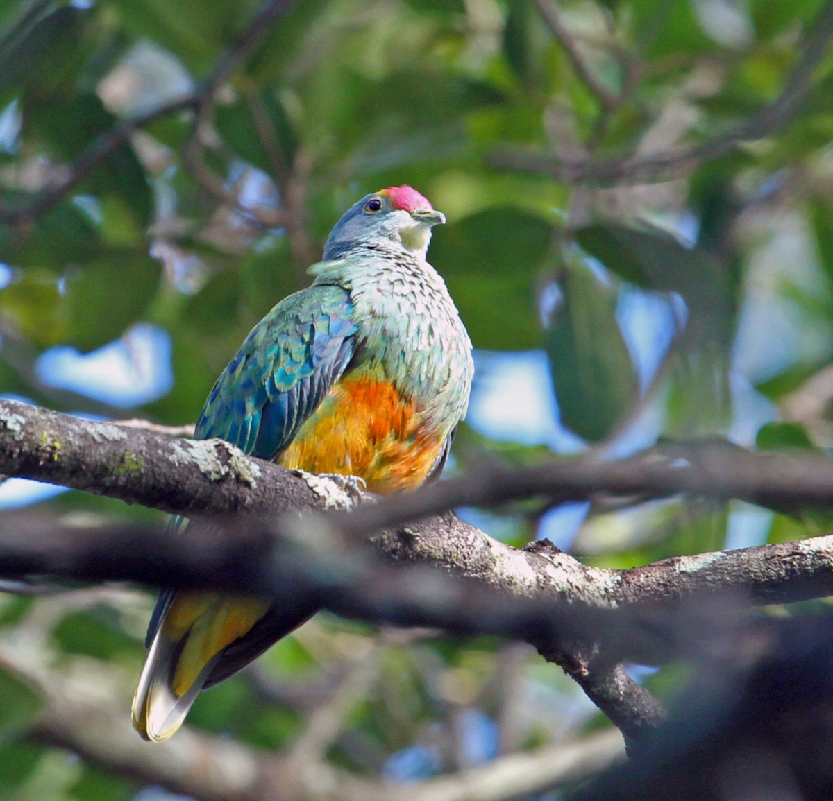 Rose-crowned Fruit-Dove - ML23336371