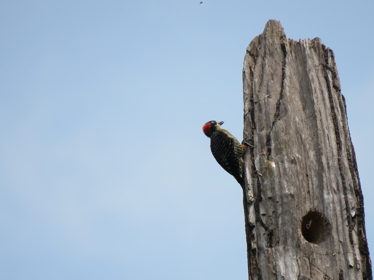 Black-cheeked Woodpecker - Beniamino Tuliozi