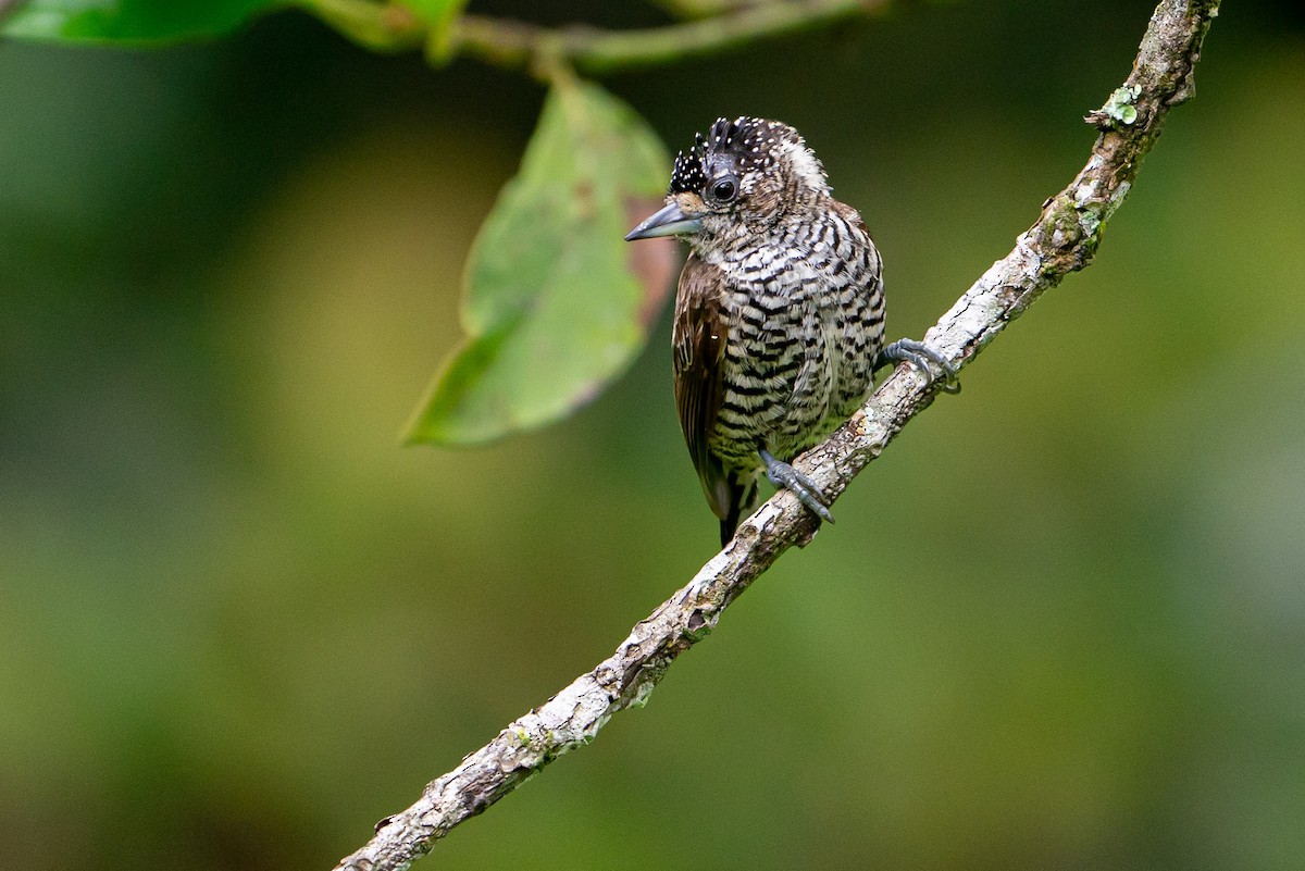 White-barred Piculet - ML233366881
