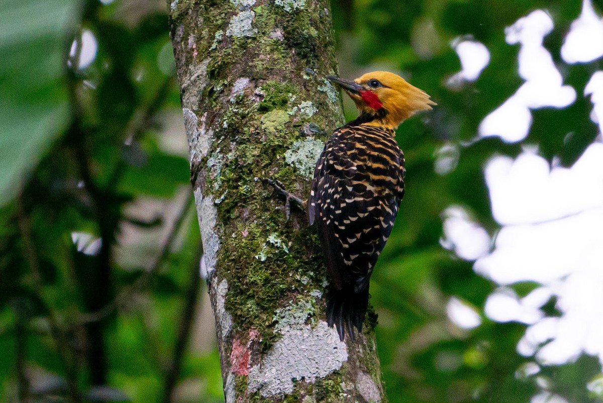 Blond-crested Woodpecker - Joao Quental JQuental