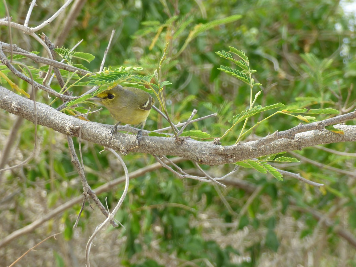 Thick-billed Vireo - ML233368001