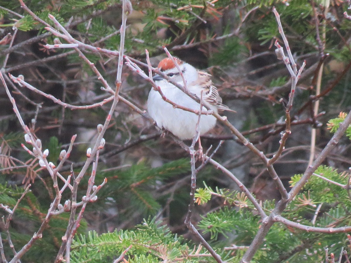 Chipping Sparrow - ML233368611