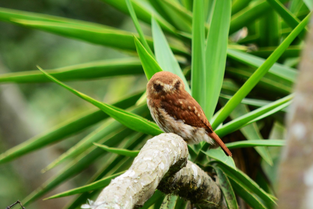 Peruvian Pygmy-Owl - ML233370231
