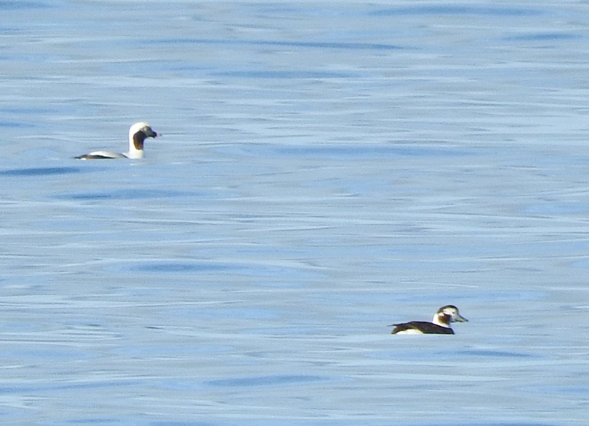 Long-tailed Duck - Willm Martens-Habbena