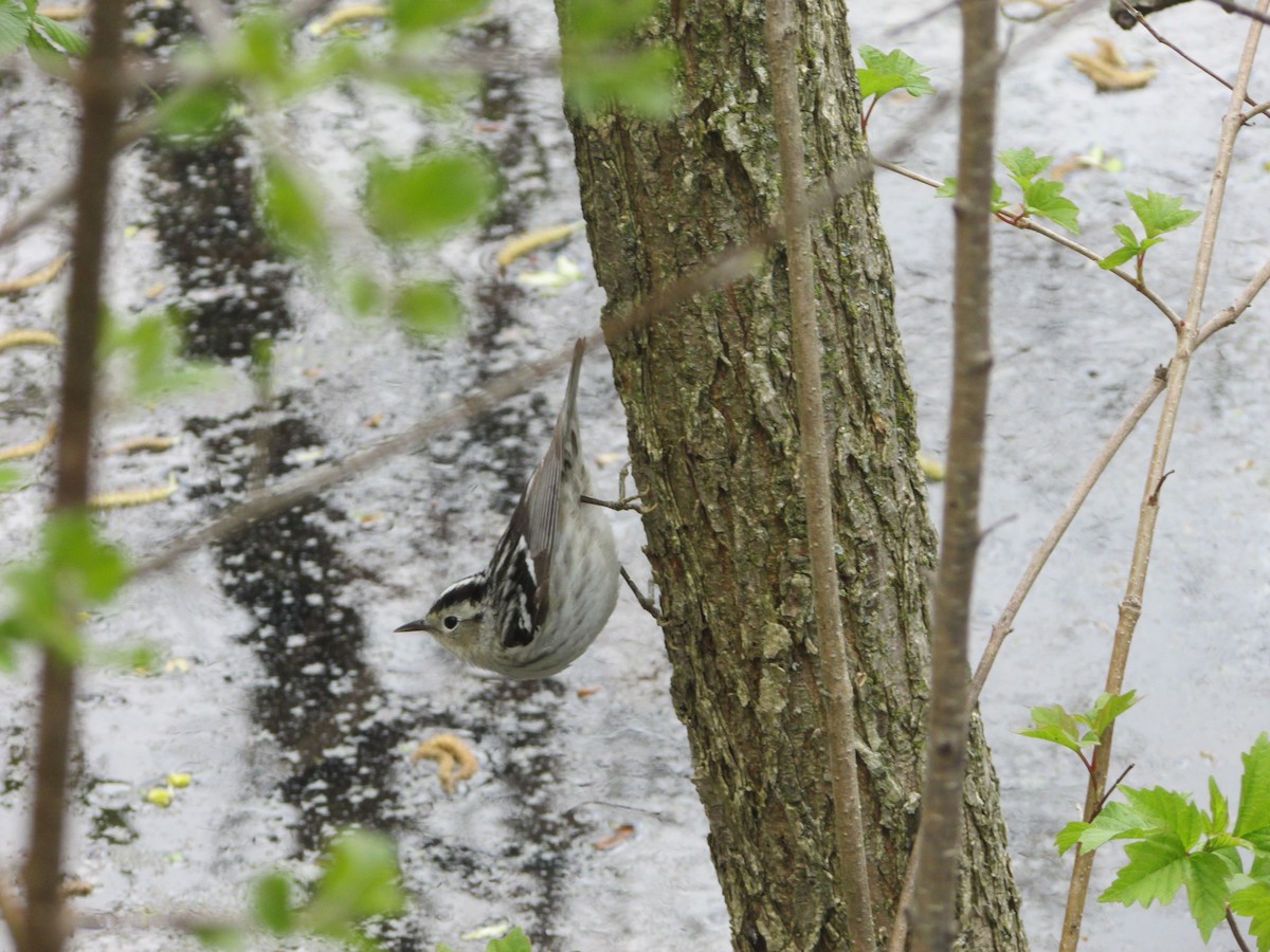 Black-and-white Warbler - ML233373451