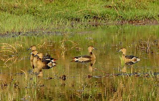 Fulvous Whistling-Duck, ML23337761