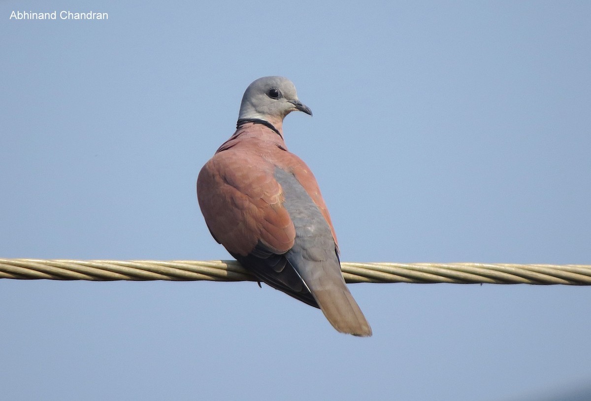 Red Collared-Dove - Abhinand C