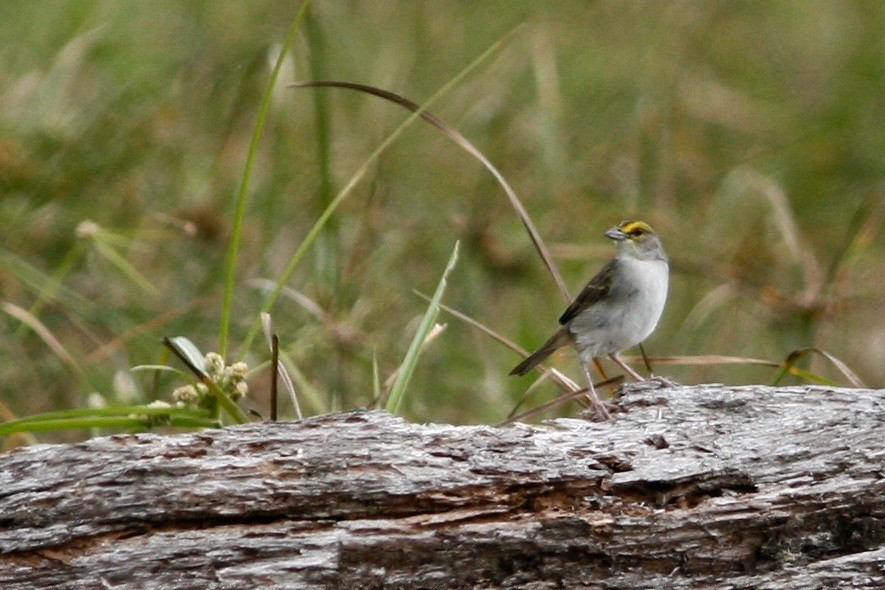 Yellow-browed Sparrow - ML233379661