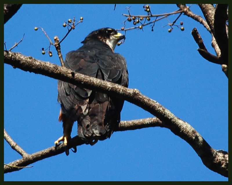 Rufous-bellied Eagle - Vinod Gupta