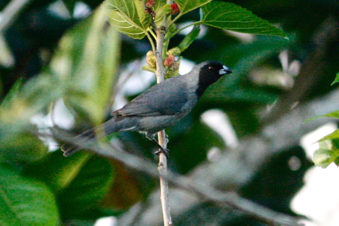 Black-faced Tanager - ML233381101