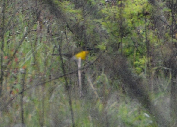 Yellow-breasted Chat - ML233385351