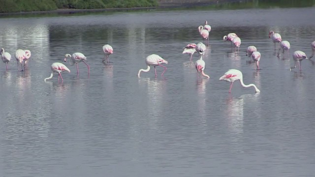 Greater Flamingo - ML233385661