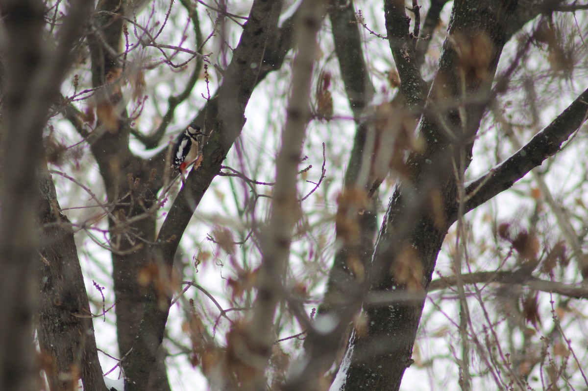 Great Spotted Woodpecker - ML23338571