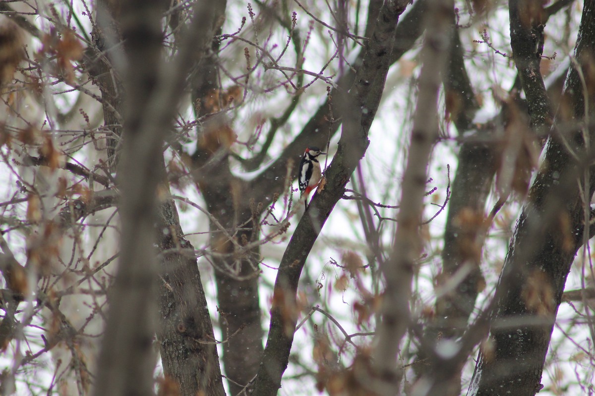 Great Spotted Woodpecker - ML23338581