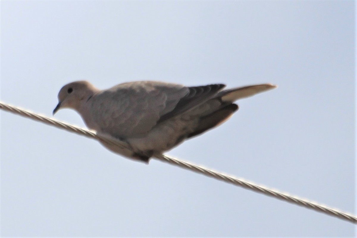 Eurasian Collared-Dove - ML233391741