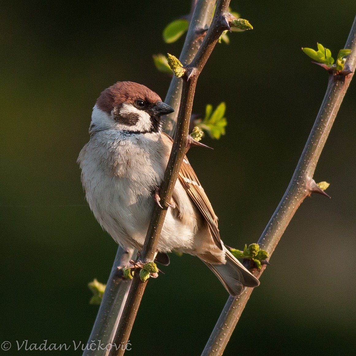 Eurasian Tree Sparrow - Vladan Vuckovic