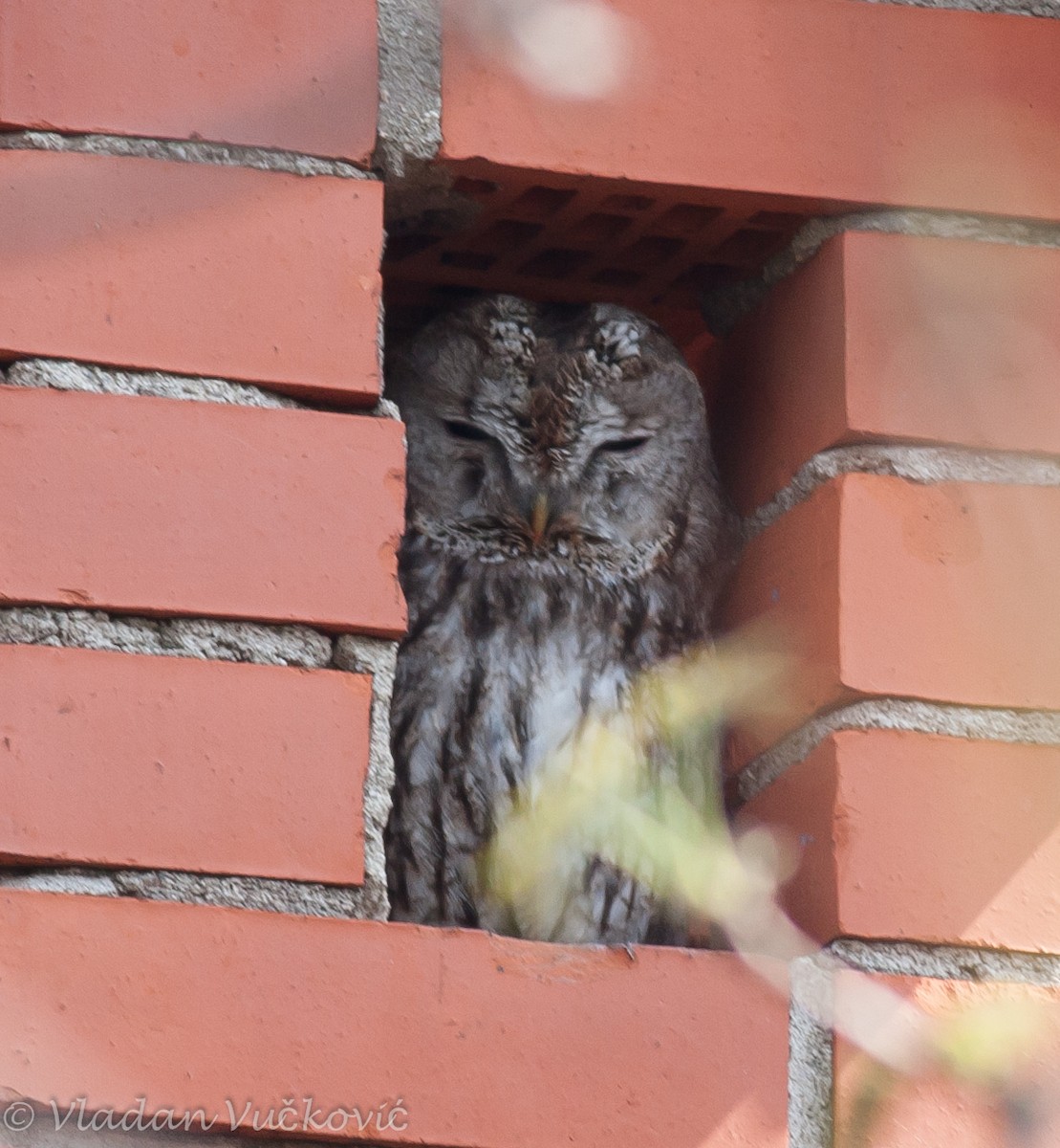 Tawny Owl - ML23339261