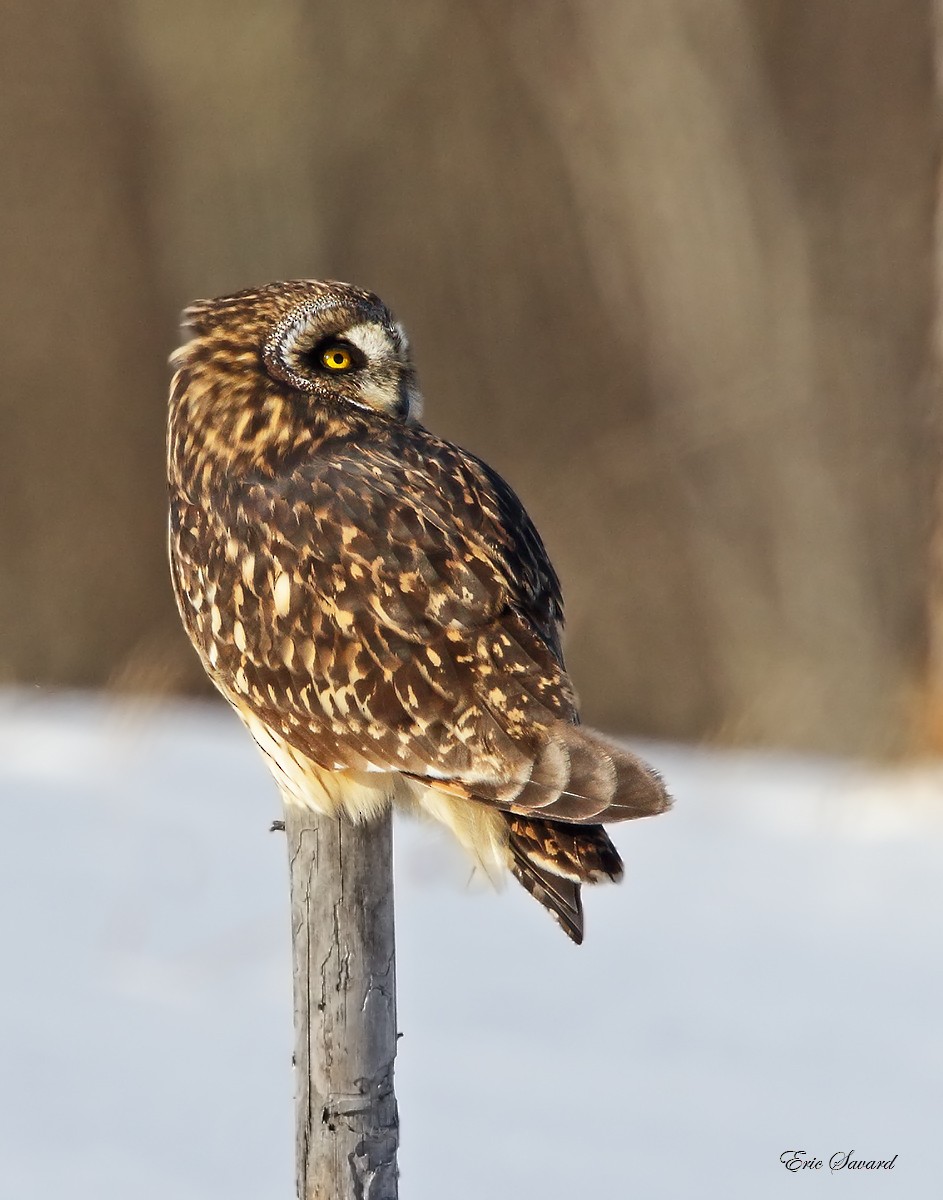 Short-eared Owl - ML23339471