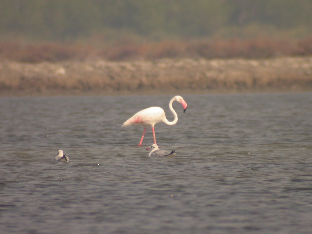Greater Flamingo - ML23339481