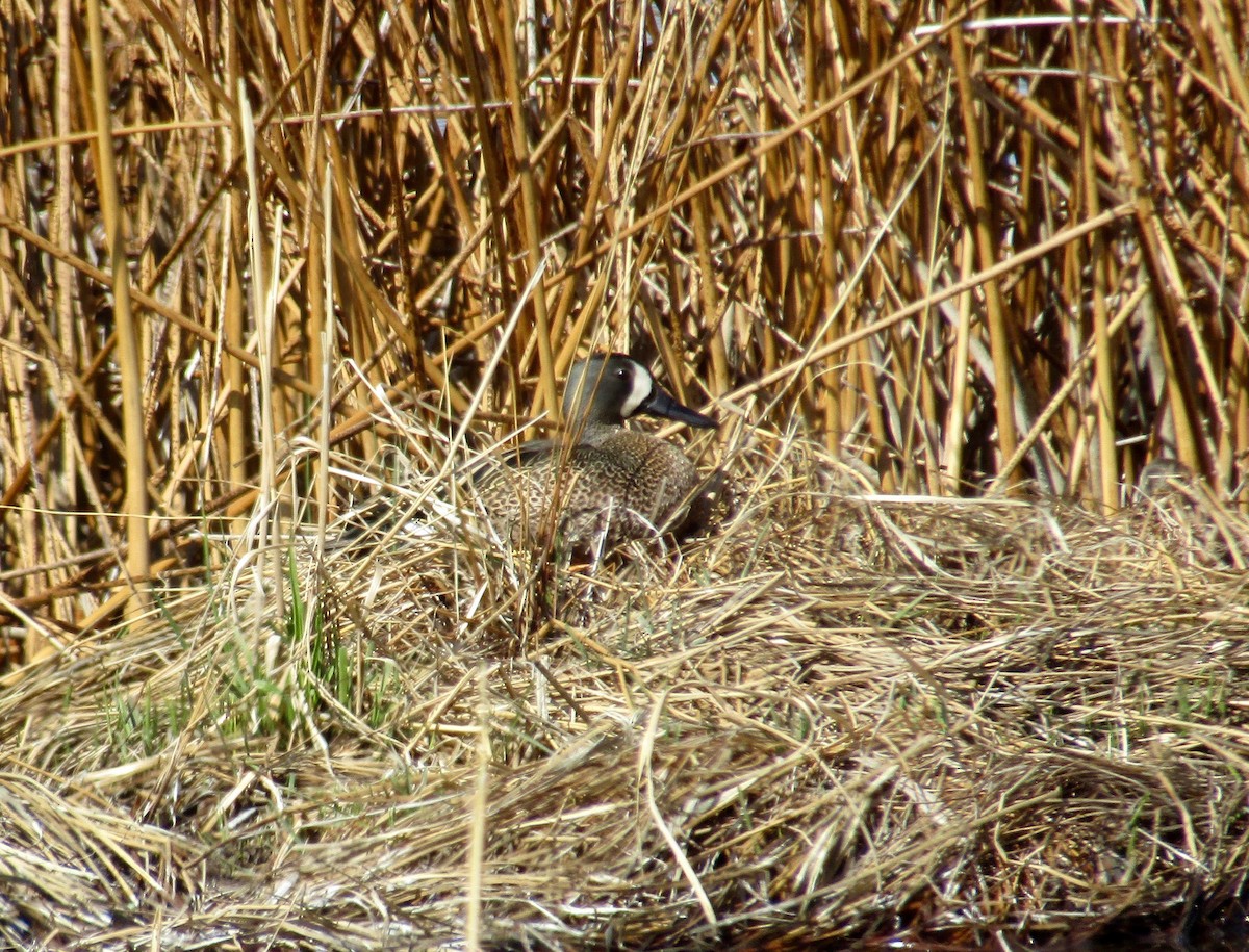 Blue-winged Teal - ML233398811