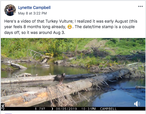 Turkey Vulture - Alaska Historical Records